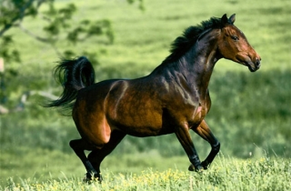 caballo de poni club de castello.jpg